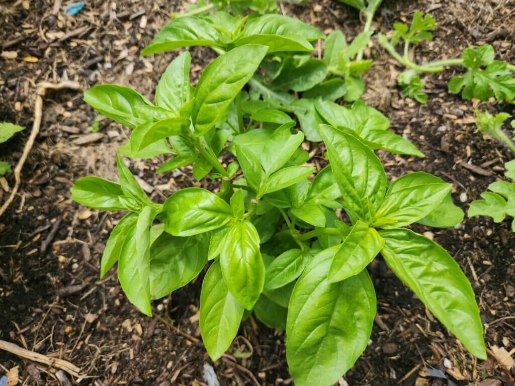 Healthy basil plant growing in a summer garden