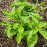Healthy basil plant growing in a summer garden