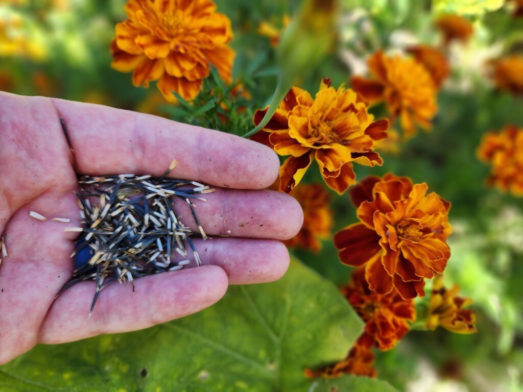 Hand holding saved marigold seeds beside orange marigold flowers in the garden