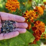 Hand holding saved marigold seeds beside orange marigold flowers in the garden