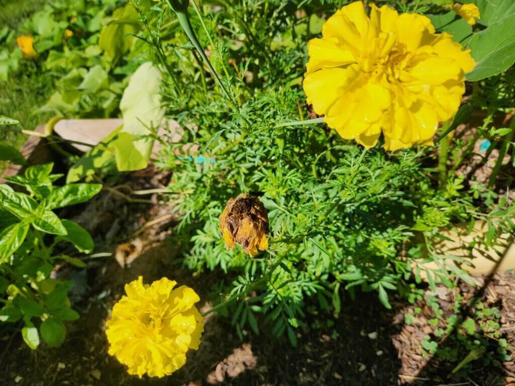 Yellow marigold flowers at different stages of blooming and fading in the garden