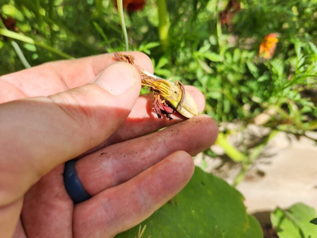 Pulling apart a dried marigold flower head to collect the seeds