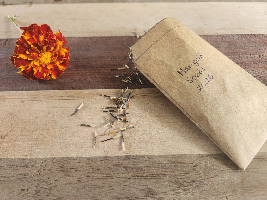 Marigold seeds beside a labelled paper envelope for storing until next year