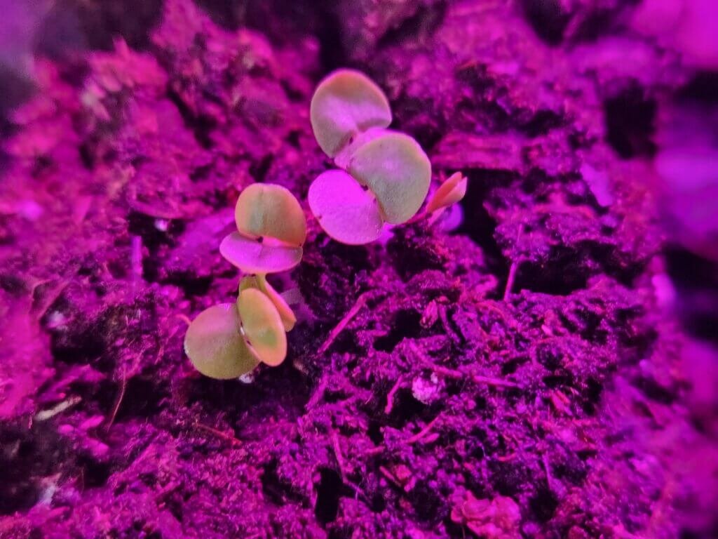 Young basil seedlings growing a few days after germination