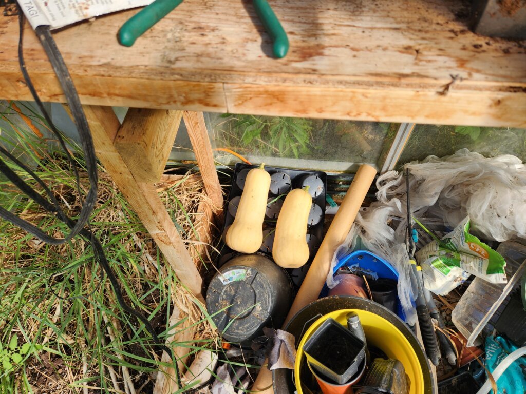 Harvested butternut squash curing under a table in the greenhouse