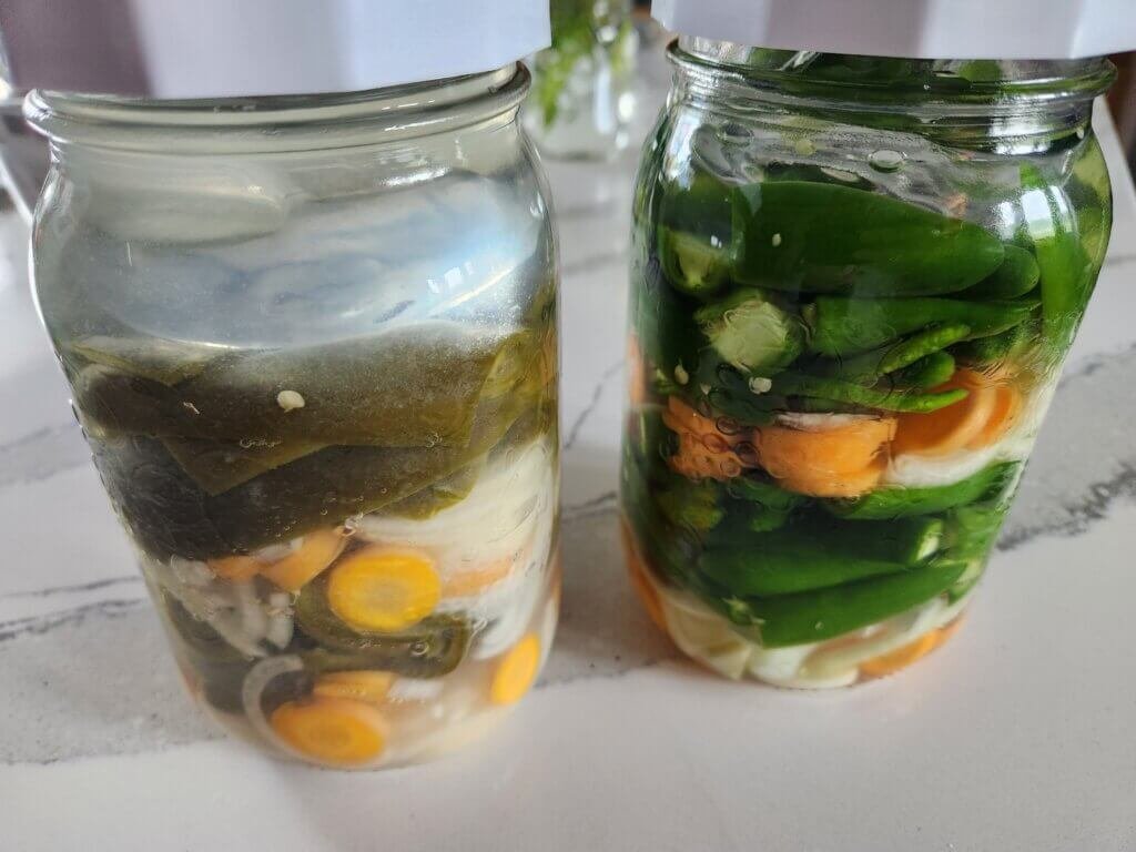 Fermented jalapeños compared with freshly packed jalapeños in fermentation jars