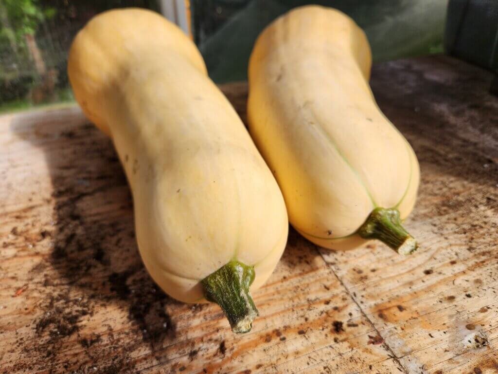 Two freshly harvested butternut squash from the garden