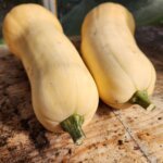 Two freshly harvested butternut squash from the garden