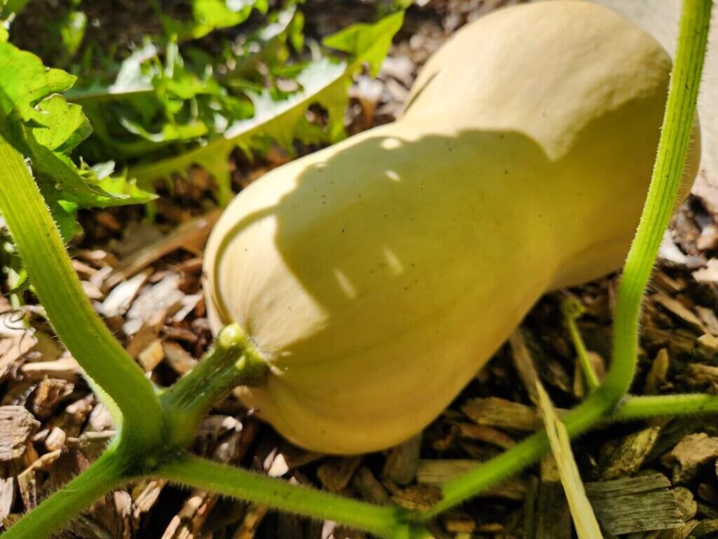 Ripe tan butternut squash ready to harvest from the garden