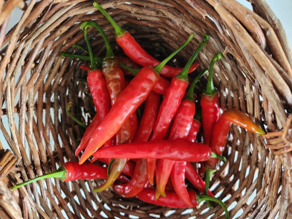 Wicker basket filled with mostly red cayenne peppers harvested from plants hung upside down in a greenhouse.