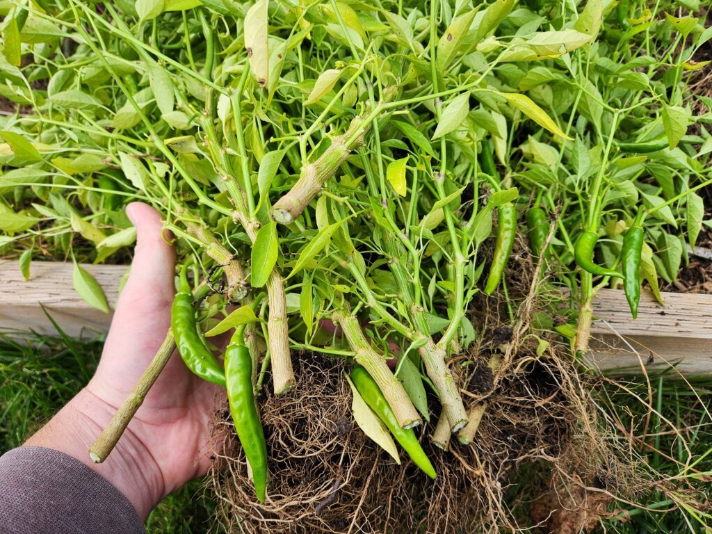 Uprooted and cut cayenne pepper plants with green peppers still attached, ready to be hung upside down in a greenhouse.