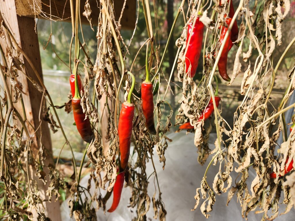 Red cayenne peppers hanging from upside-down pepper plants with dried leaves inside a greenhouse after 15 days.