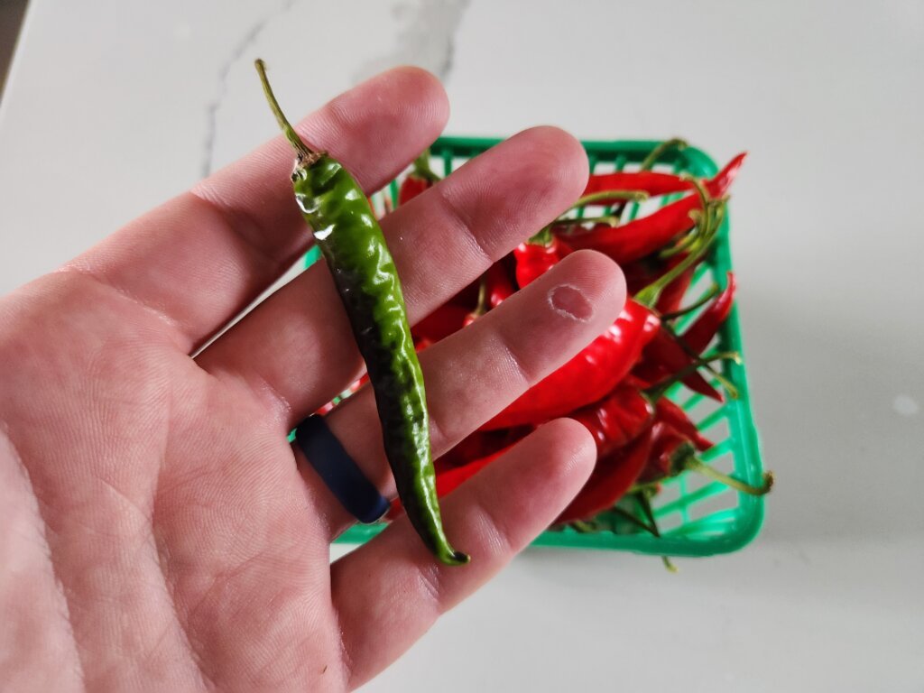 Hand holding a green cayenne pepper that remained green after nine days indoors, with fully red cayenne peppers in a basket behind it.