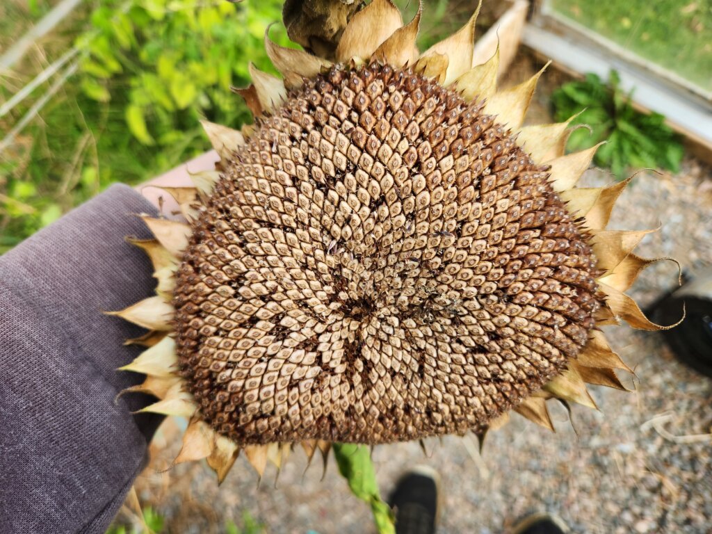 Fully dried brown sunflower head ready for harvesting seeds