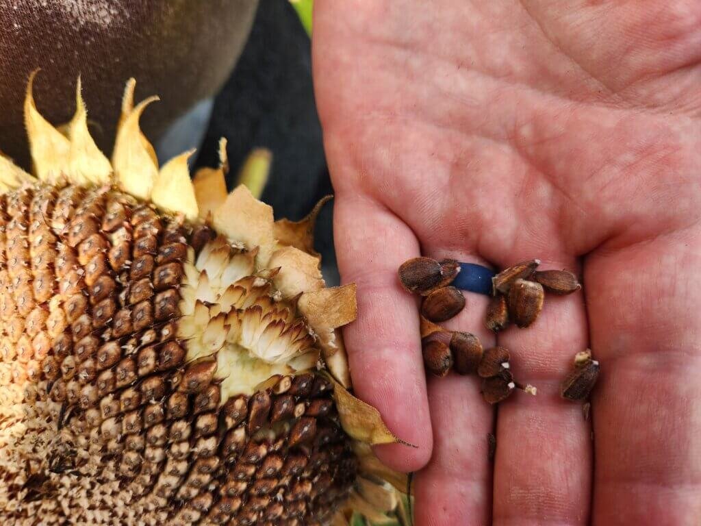 Freshly harvested sunflower seeds held beside the dried flower head