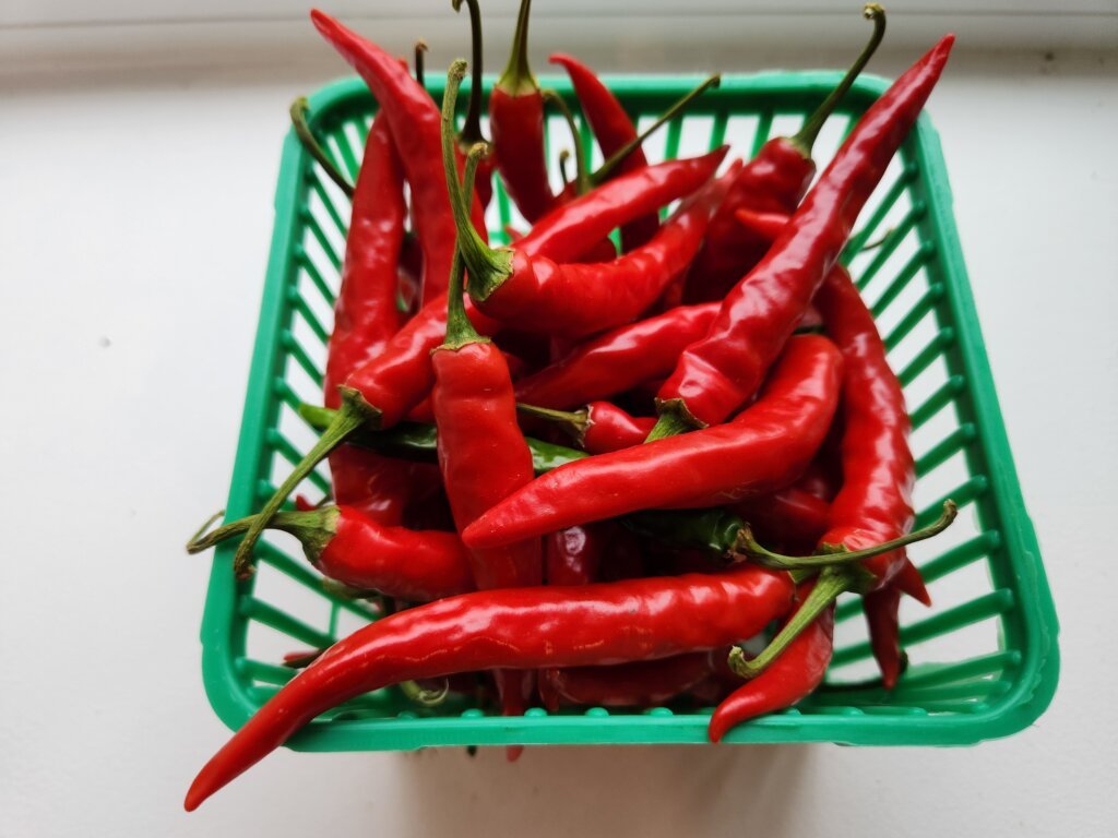 Basket of bright red cayenne peppers after seven days of ripening indoors on a windowsill.