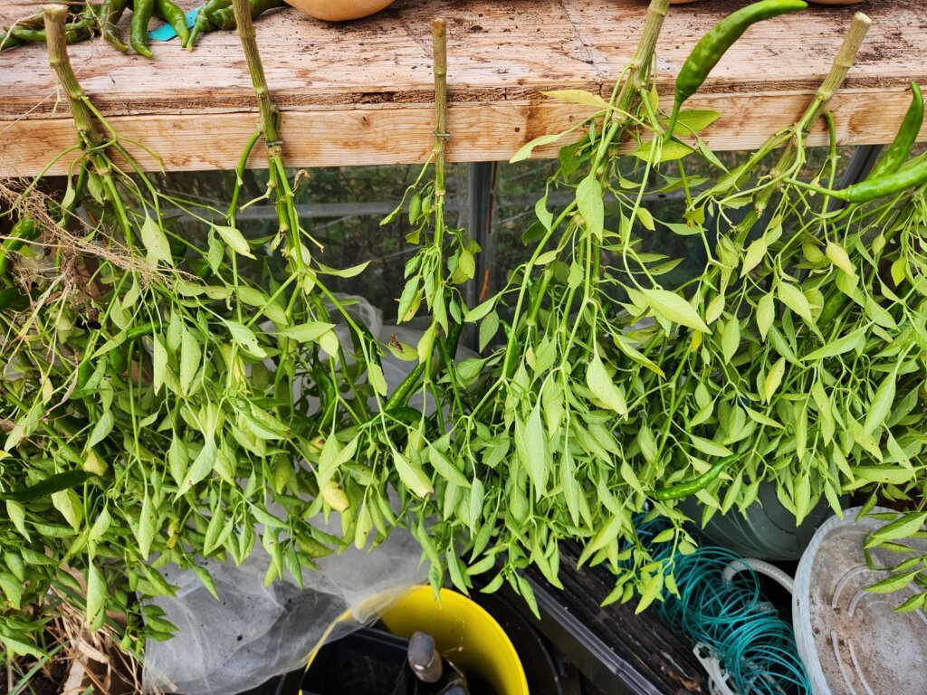 Cayenne pepper plants hanging upside down from a wooden greenhouse bench with green peppers still attached.