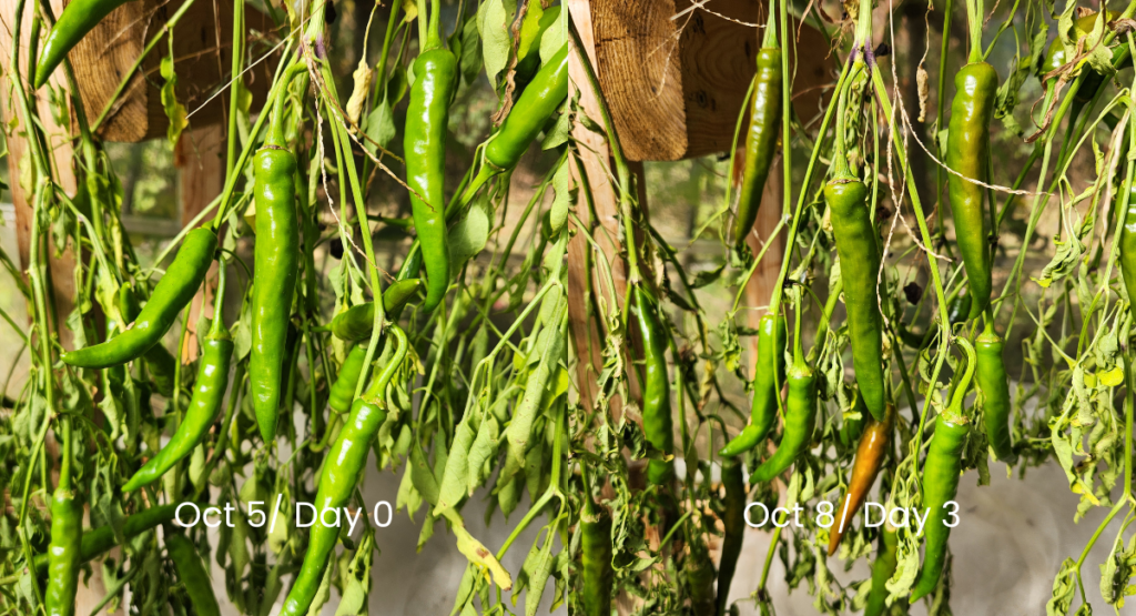 Side-by-side photos of green cayenne peppers hanging upside down in a greenhouse on October 5 and October 8, showing the first signs of orange colour development.