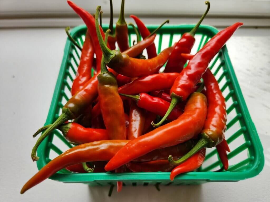 Basket of harvested cayenne peppers at different stages of ripening, from green to orange and red.