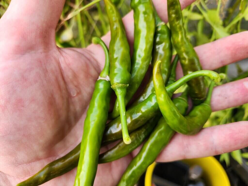 Hand holding freshly harvested green cayenne peppers, some beginning to turn red.