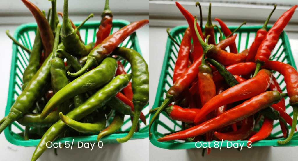 Side-by-side comparison of cayenne peppers on October 5 and October 8, showing partially ripe green peppers turning mostly red after three days indoors.