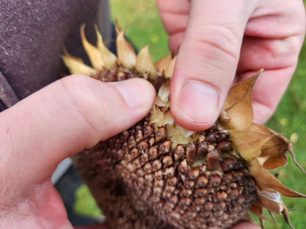Removing mature sunflower seeds from a dried sunflower head by hand