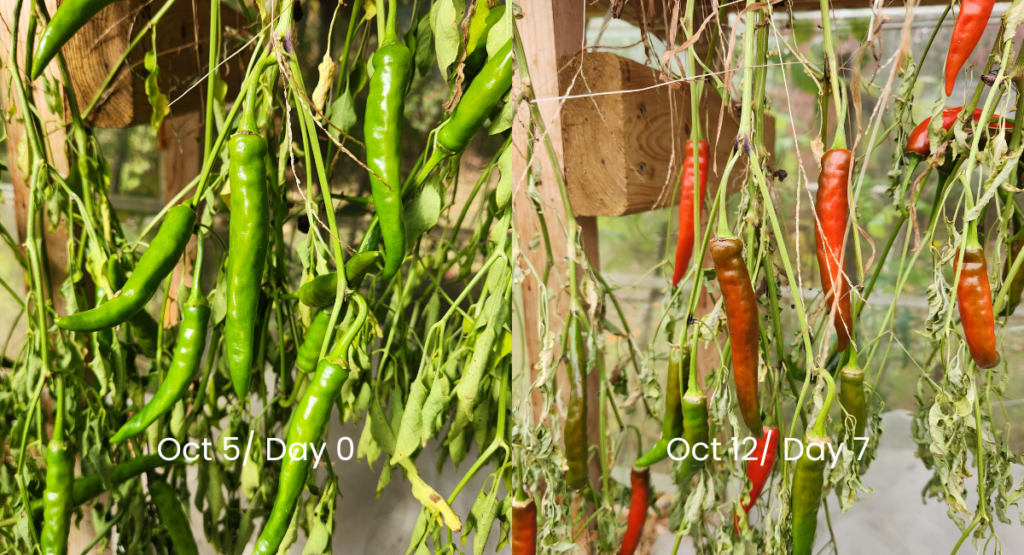 Before-and-after comparison of green cayenne peppers hanging upside down in a greenhouse on October 5 and peppers turning orange and red by October 12.