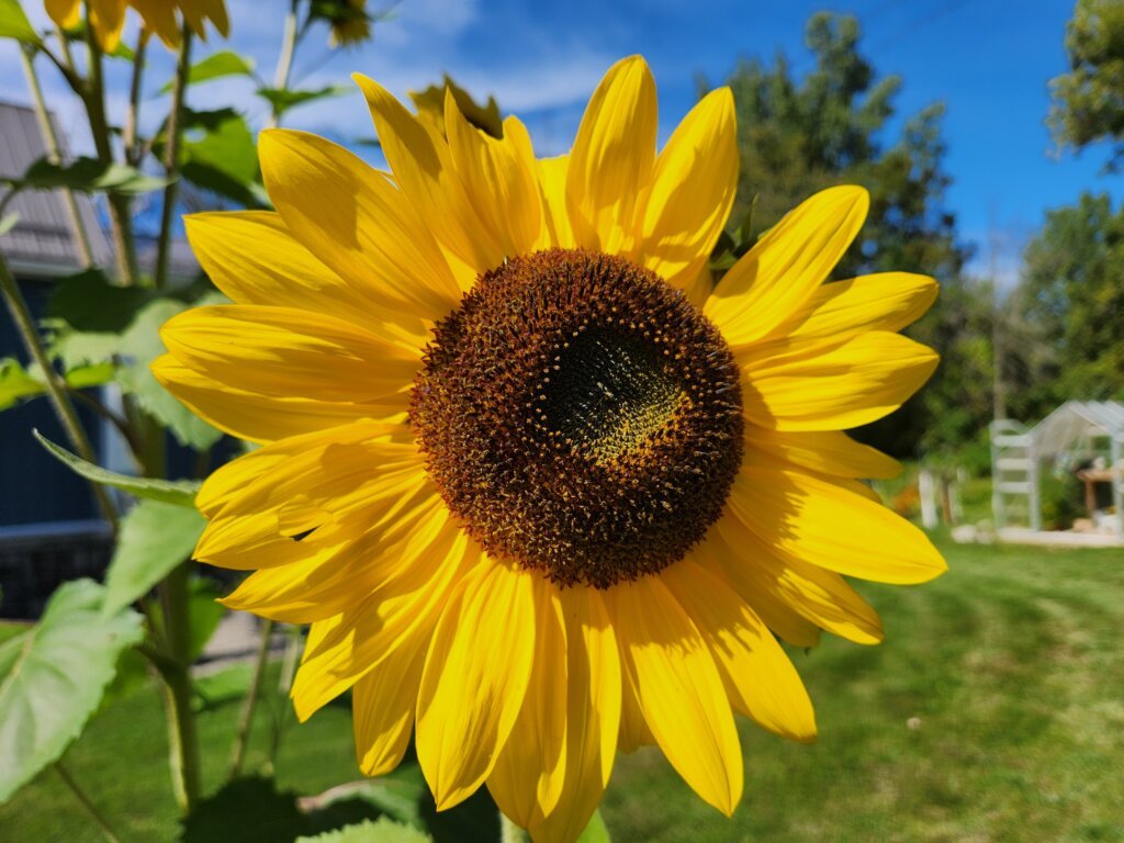 Yellow sunflower blooming in the garden before the seeds are ready to harvest