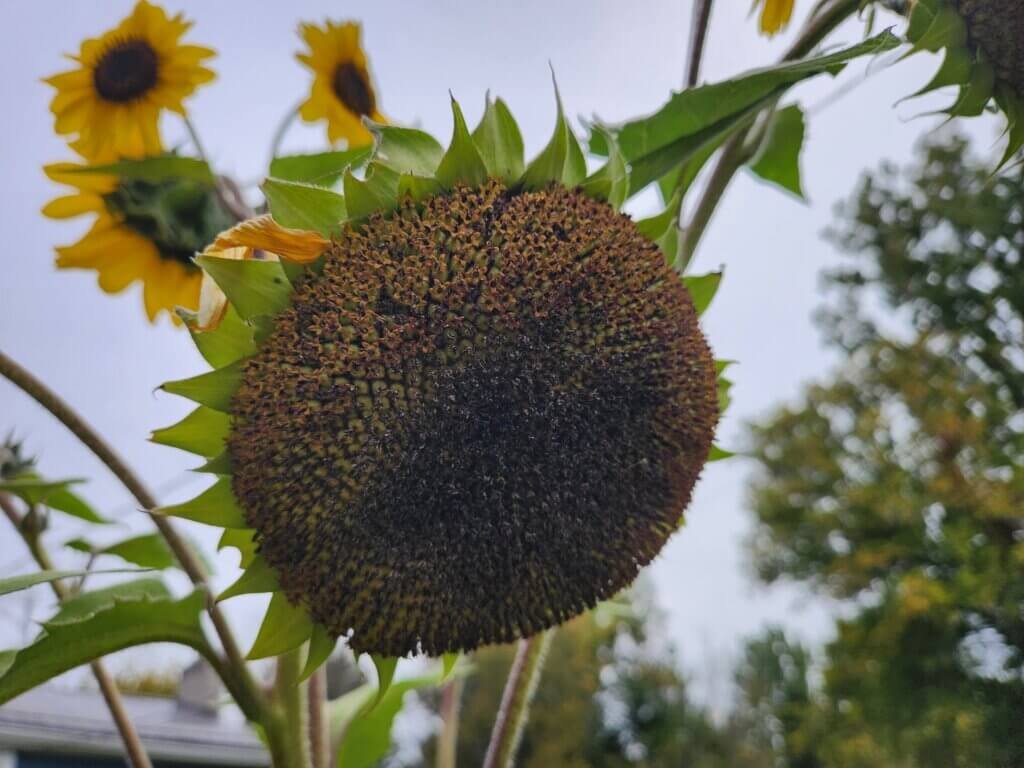 Mature sunflower head drooping on the plant with fading petals as seeds develop.