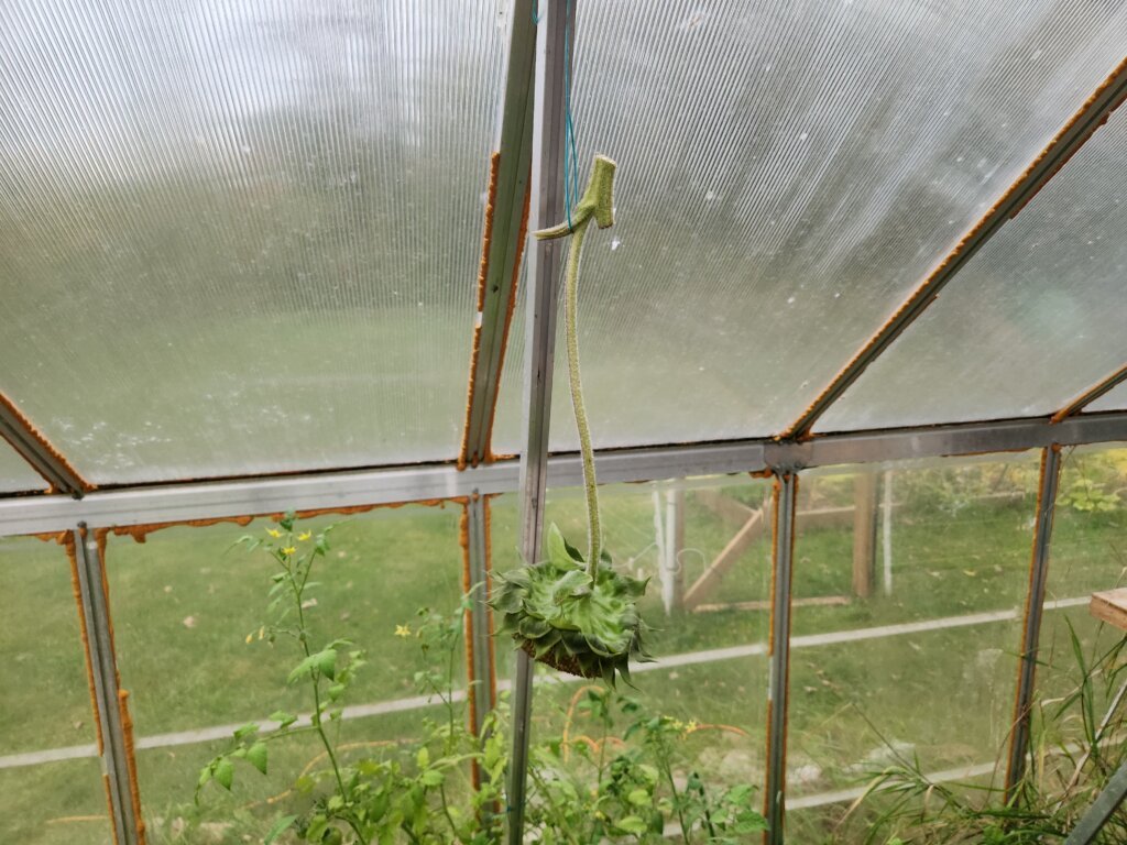 Sunflower heads hanging upside down to dry before harvesting the seeds