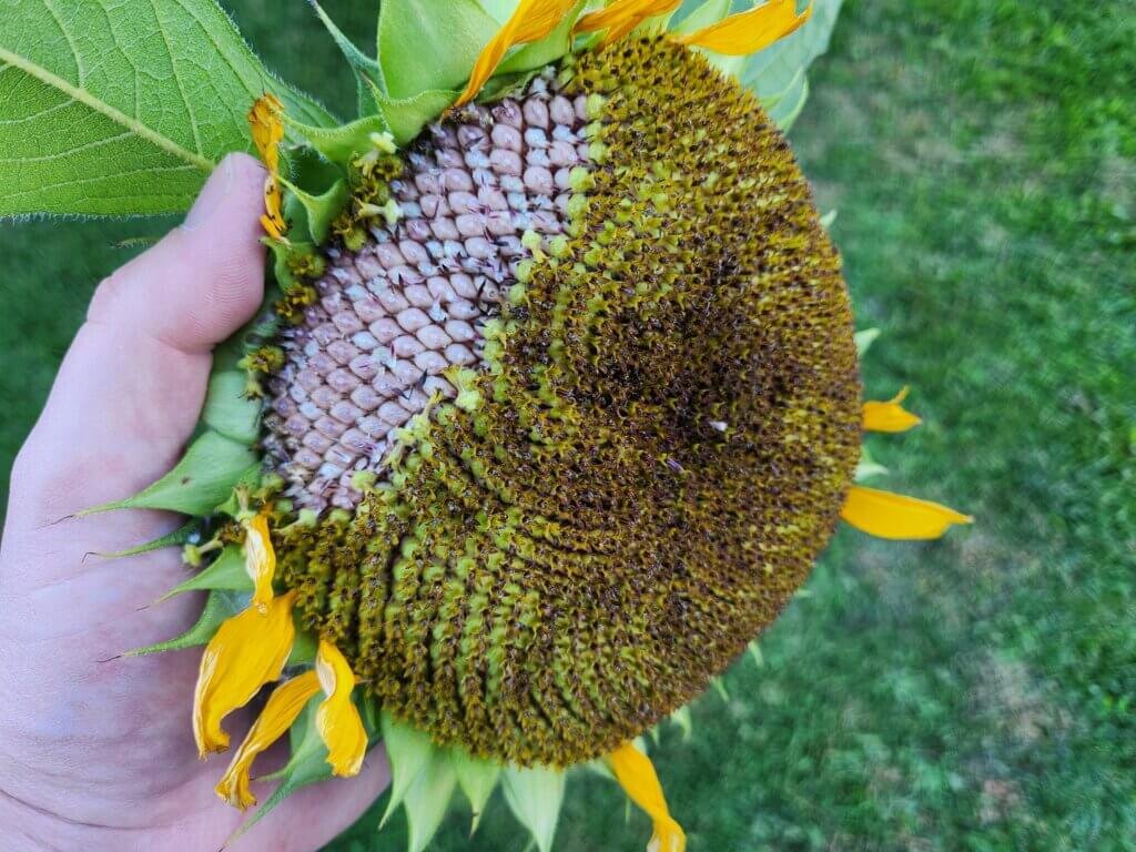 Developing sunflower seeds exposed underneath the florets of a sunflower head