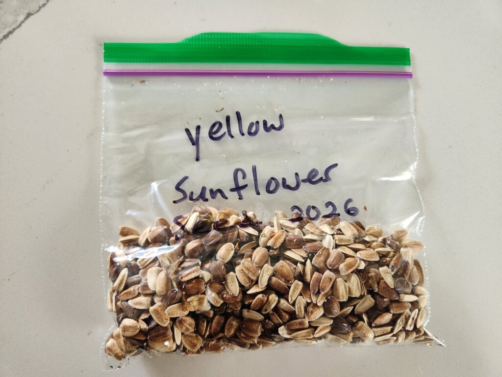 Dried sunflower seeds stored in a labelled Ziploc bag for planting next year