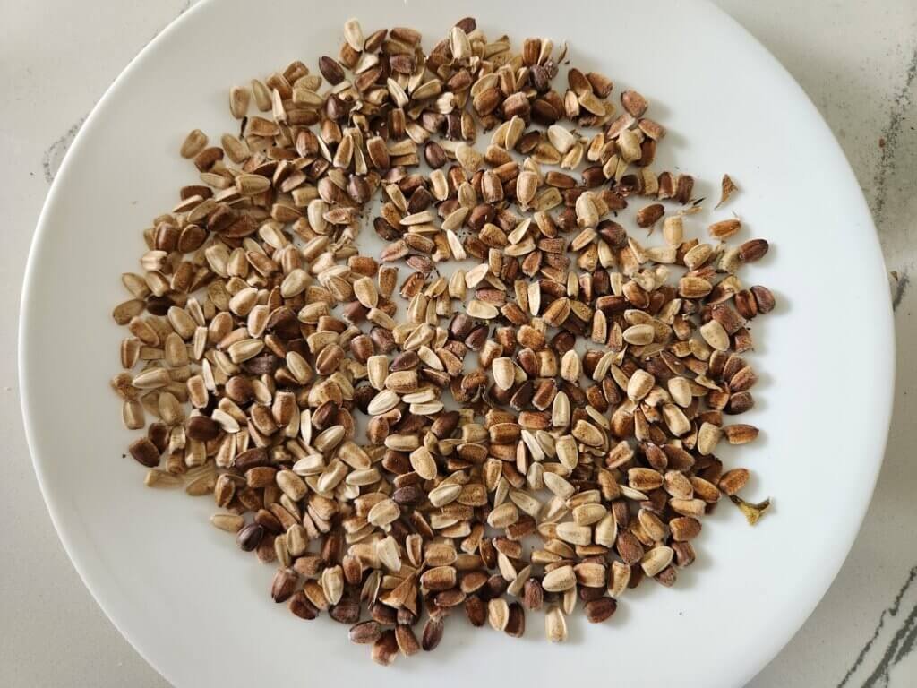 Sunflower seeds spread on a plate to dry before storing